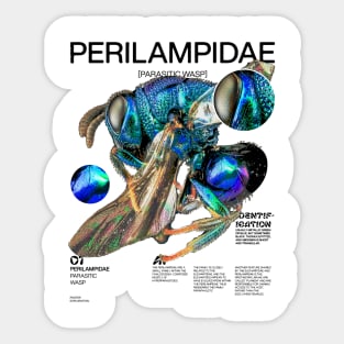 PERILAMPIDAE Sticker